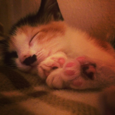 The Foster Kitten Project - Pet Shelter and Rescue in Bellevue, Nebraska