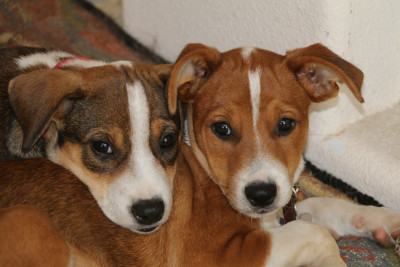 Del Oro Foundation - Pet Shelter and Rescue in Gilroy, California