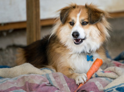 Hooves & Paws Animal Rescue - Pet Shelter and Rescue in Louisa, Virginia