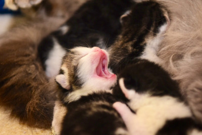 Lilahs Foster House - Pet Shelter and Rescue in Little Falls, New York