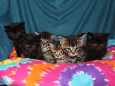 C Alley Cats Of Lake Wallenpaupack - Pet Shelter and Rescue in Hawley, Pennsylvania