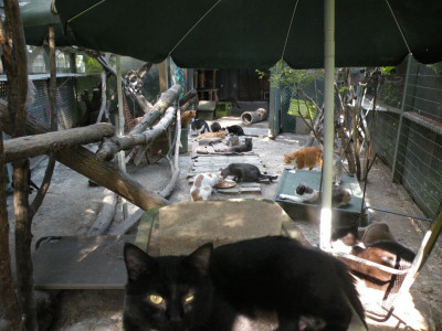 Catcityusa - Pet Shelter and Rescue in Indianapolis, Indiana