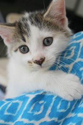 Tipton County Paws And Claws - Pet Shelter and Rescue in Millington, Tennessee