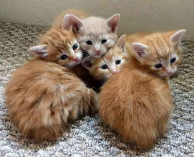 Gray Dog Rescue - Pet Shelter and Rescue in Nunica, Michigan