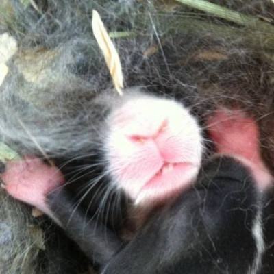 Rabbit Rescue Rangers - Pet Shelter and Rescue in Saint Marys, Ohio