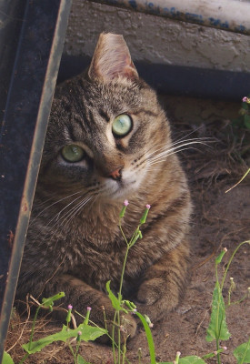 Fortunate Ferals - Pet Shelter and Rescue in Alva, Florida