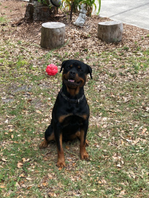 Fetch 4 Life - Pet Shelter and Rescue in PT CHARLOTTE, Florida