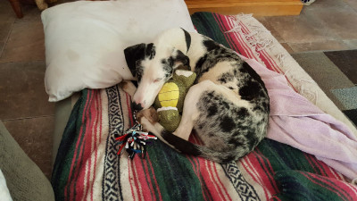 Hoof & Paw - Pet Shelter and Rescue in Nucla, Colorado