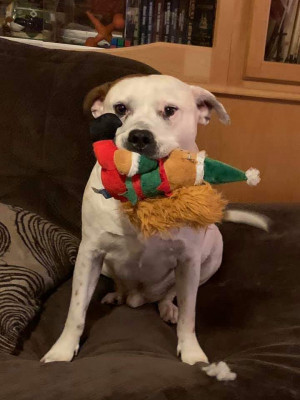 Angels Journey Home - Pet Shelter and Rescue in Belle Vernon, Pennsylvania