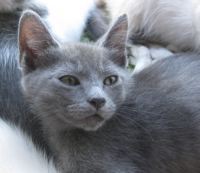 Bee Holistic Cat Rescue & Care - Pet Shelter and Rescue in Richmond, California