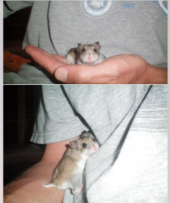 Loving Spirit Hamster Rescue Inc - Pet Shelter and Rescue in Andalusia, Pennsylvania