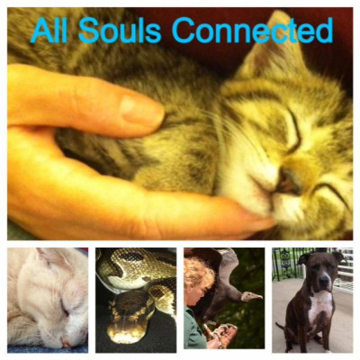 All Souls Connected - Pet Shelter and Rescue in Barto, Pennsylvania