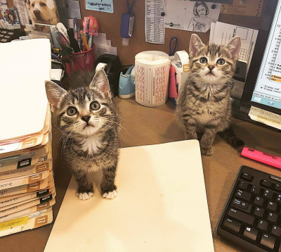 Central Veterinary Hospital - Pet Shelter and Rescue in Albany, New York