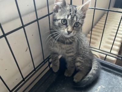 Adopt-A-Pet Clinic, Inc. - Pet Shelter and Rescue in Troy, New York