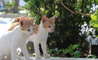 S & K Feline Furbabies Rescue - Pet Shelter and Rescue in Williamsport, Maryland