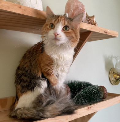 Give Purrs A Chance - Pet Shelter and Rescue in Berkeley Springs, West Virginia