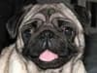 Champlain Valley Canine Rescue - Pet Shelter and Rescue in Danville, Vermont