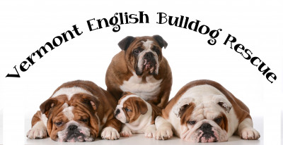 Vermont English Bulldog Rescue - Pet Shelter and Rescue in Williston, Vermont