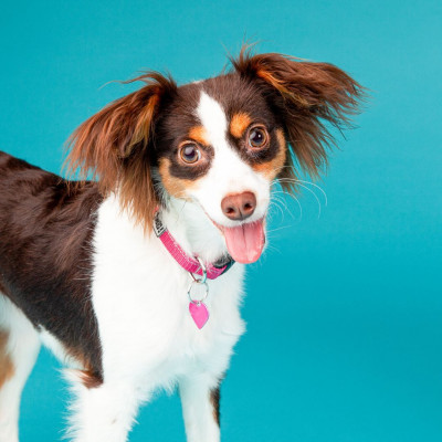 Pasadena Humane - Pet Shelter and Rescue in Pasadena, California