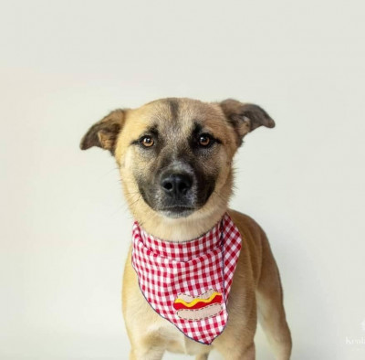 Camp Pendleton Animal Shelter - Pet Shelter and Rescue in Camp Pendleton North, California