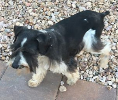 Southern Nevada Schnauzer Rescue - Pet Shelter and Rescue in Las Vegas, Nevada