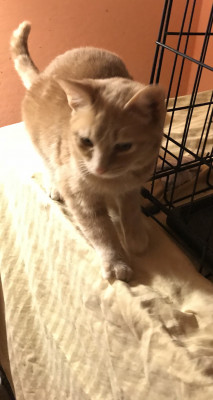 Forever Loving Hearts Rescue - Pet Shelter and Rescue in El Mirage, Arizona