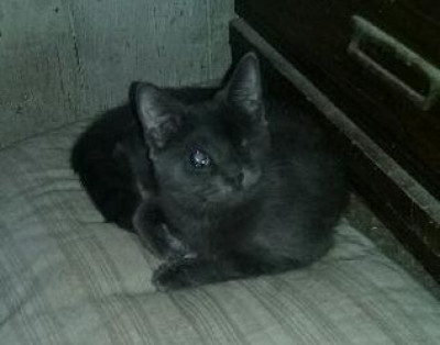 Yakima Blind Cat Rescue - Pet Shelter and Rescue in Yakima, Washington