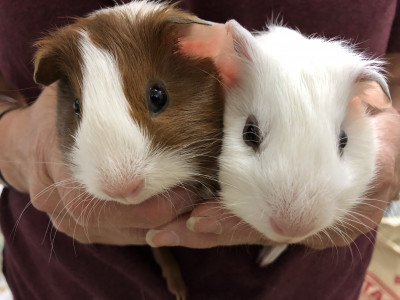 Foggy Creek Cavy Rescue - Pet Shelter and Rescue in Auburn, Washington