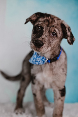 Ashland Animal Rescue Fund - Pet Shelter and Rescue in Ashland, Kentucky