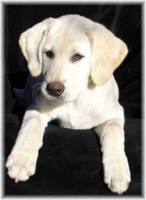 C.A.R.E.S. (Companion Animal Rehabilitation, Education & Sanctuary) - Pet Shelter and Rescue in Wyoming, Minnesota