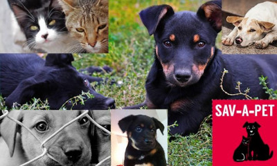 Sav-A-Pet, Inc. - Pet Shelter and Rescue in Bellaire, Texas