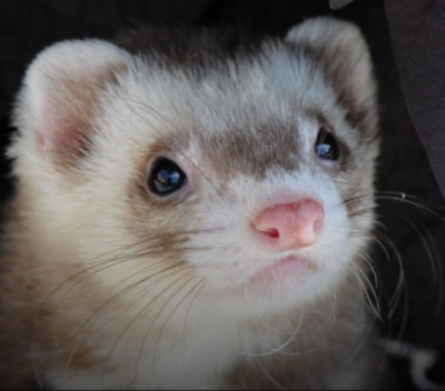 Kindness Matters Ferret Rescue - Pet Shelter and Rescue in Acworth, Georgia