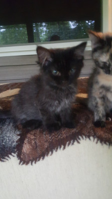 Operation Fancy Free Inc - Pet Shelter and Rescue in Evans, West Virginia