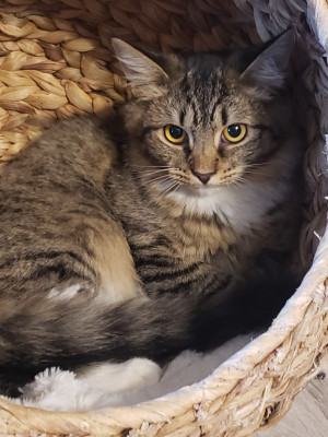 Hart Co Humane Society - Pet Shelter and Rescue in Hartwell, Georgia