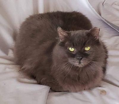 Operation: Johnson Kitty - Pet Shelter and Rescue in Johnson City, Tennessee