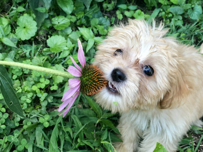 Spay It Forward East TN - Pet Shelter and Rescue in Clinton, Tennessee