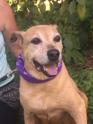 Best Friends FurEver - Pet Shelter and Rescue in Humble, Texas