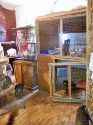 Cat-A-Match Rescue - Pet Shelter and Rescue in Ottawa, Ontario