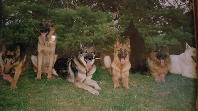 Guardian GSD Rescue, NW ND/MT - Pet Shelter and Rescue in Williston, North Dakota