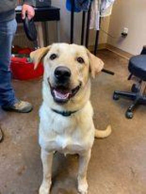 Alvarado Animal Shelter - Pet Shelter and Rescue in Alvarado, Texas