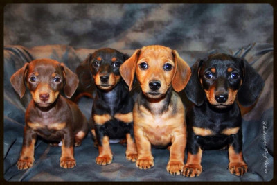 U Had Me At Woof Shelter Rescue - Pet Shelter and Rescue in Liberal, Kansas