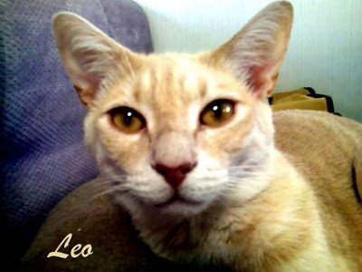 Leo Feline Foundation - Pet Shelter and Rescue in Phoenix, Arizona