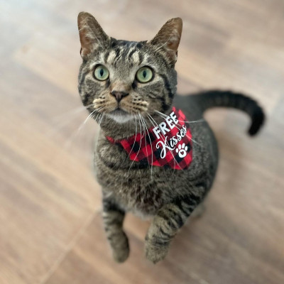 Johnson County Community Cats  - Pet Shelter and Rescue in Franklin, Indiana