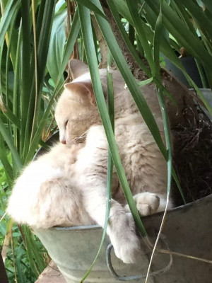 Whisker Wishes Rescue - Pet Shelter and Rescue in Atoka, Tennessee