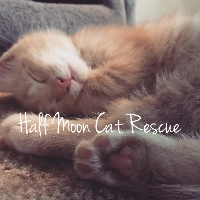 Half Moon Cat Rescue - Pet Shelter and Rescue in East New Market, Maryland