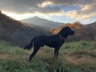 Lost Cove Animal Sanctuary - Pet Shelter and Rescue in Vail, Arizona