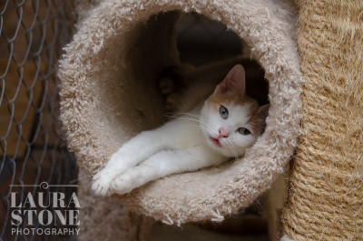 Paws 4 Life Animal Rescue, Inc. - Pet Shelter and Rescue in Bolton, Connecticut