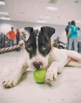 K9Kare - Pet Shelter and Rescue in Alvin, Texas
