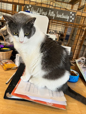 Angel Wings Kitty Sanctuary - Pet Shelter and Rescue in Landenberg, Pennsylvania