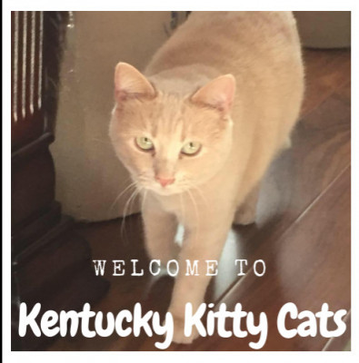 Kentucky Kitty Cats, Inc. - Pet Shelter and Rescue in Cromwell, Kentucky